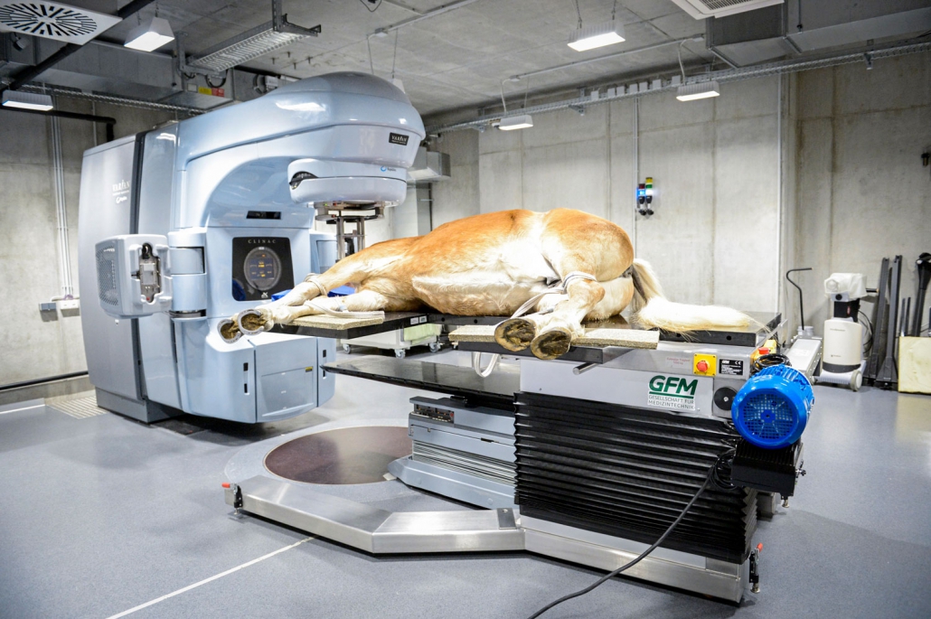 Cavallo Strahlentherapie Bei Krebskranken Pferden Sina Horsthemke Cavallo Strahlentherapie Bei Krebskranken Pferden Sina Horsthemke